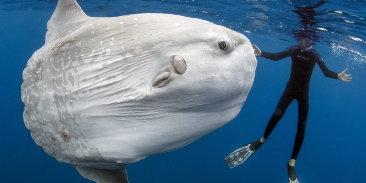 Самая большая в мире рыба с костным скелетом — луна-рыба