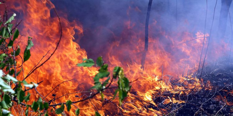 Российские ученые научили нейронную сеть оценивать последствия пожара