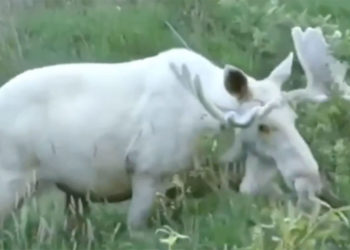 Уникального белого лося удалось снять на видео в Швеции