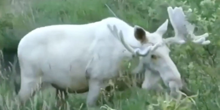 Уникального белого лося удалось снять на видео в Швеции