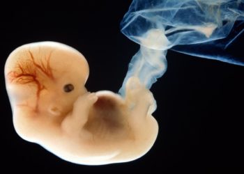 Наука вновь подтверждает, что человеческая жизнь начинается от зачатия