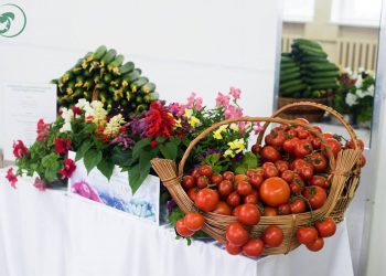 Сколтех довел урожай овощей до рекорда в Мичуринском агроуниверситете