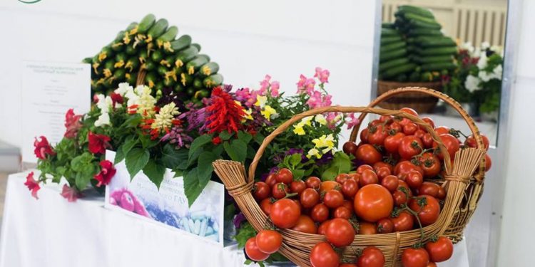 Сколтех довел урожай овощей до рекорда в Мичуринском агроуниверситете