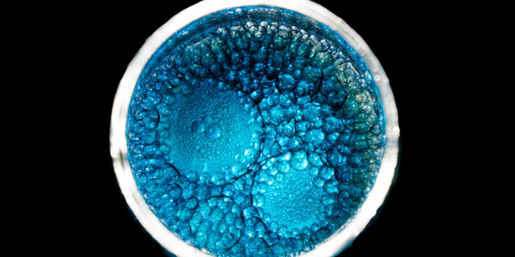 Ученые доказали способность эмбрионов обучаться еще в материнской утробе