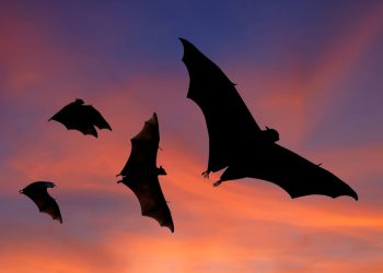 Летучие мыши могут принести лихорадку Эбола еще в 15 стран Африки