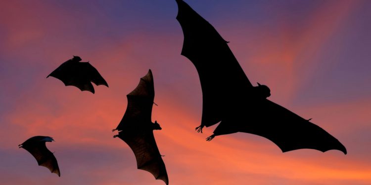 Летучие мыши могут принести лихорадку Эбола еще в 15 стран Африки