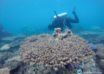 Глобальное потепление ускорило гибель коралловых рифов — ученые