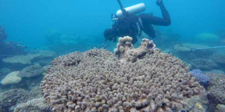 Глобальное потепление ускорило гибель коралловых рифов — ученые