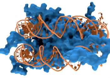 Ученые обнаружили, что память может передаваться через поколения с помощью ДНК