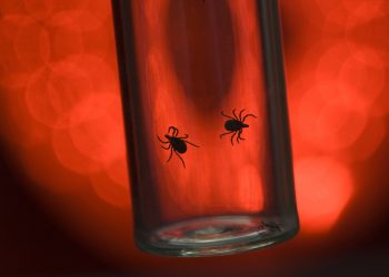 Роспотребнадзор: почти 40 тысяч человек пострадали от укусов клещей