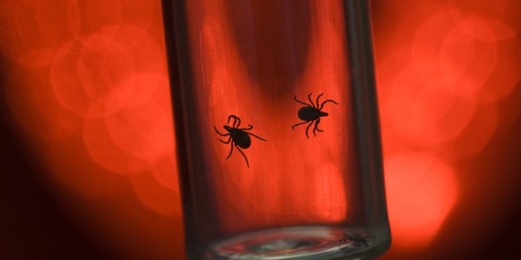 Роспотребнадзор: почти 40 тысяч человек пострадали от укусов клещей