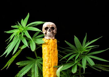 В США отмечен резкий рост числа пострадавших от синтетической марихуаны