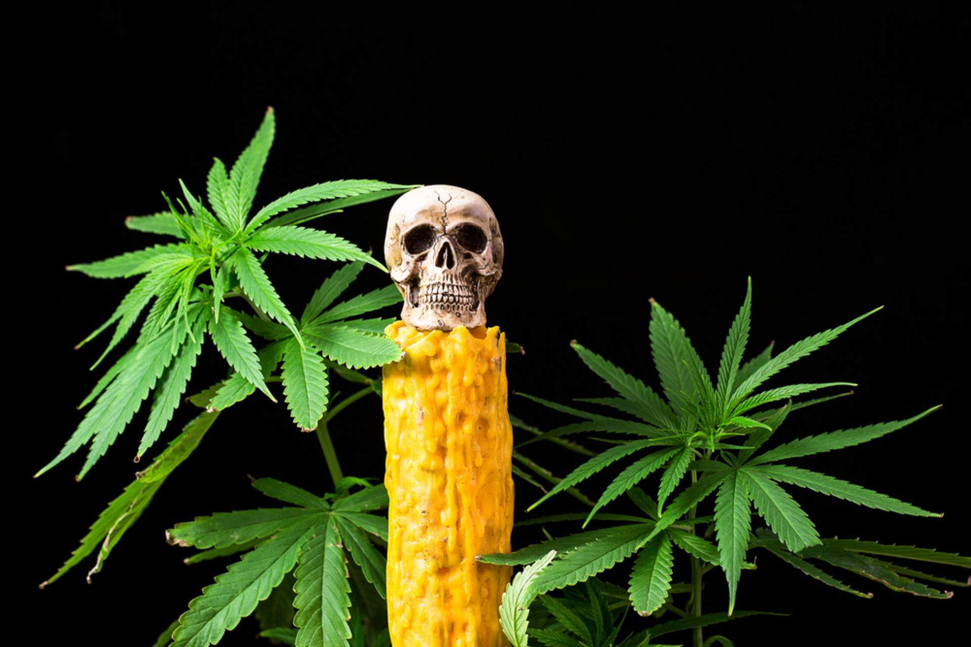 Числа марихуана химический состав конопляных семян