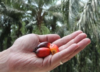 Пальмовое масло: индонезийское чудо и уроки для России