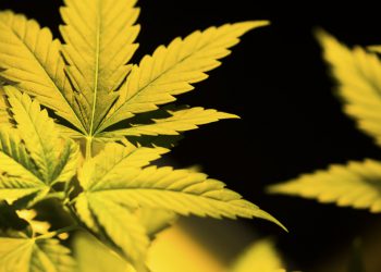 Глава ФСКН обеспокоен разговорами о легализации «легких» наркотиков