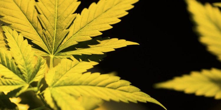 Глава ФСКН обеспокоен разговорами о легализации «легких» наркотиков