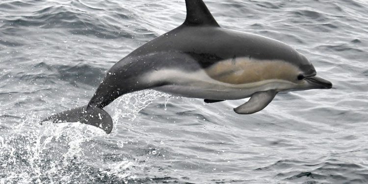 Пляж во Франции закрыли из-за сексуально озабоченного дельфина