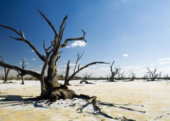 ООН давит на Ватикан под прикрытием экологической повестки дня