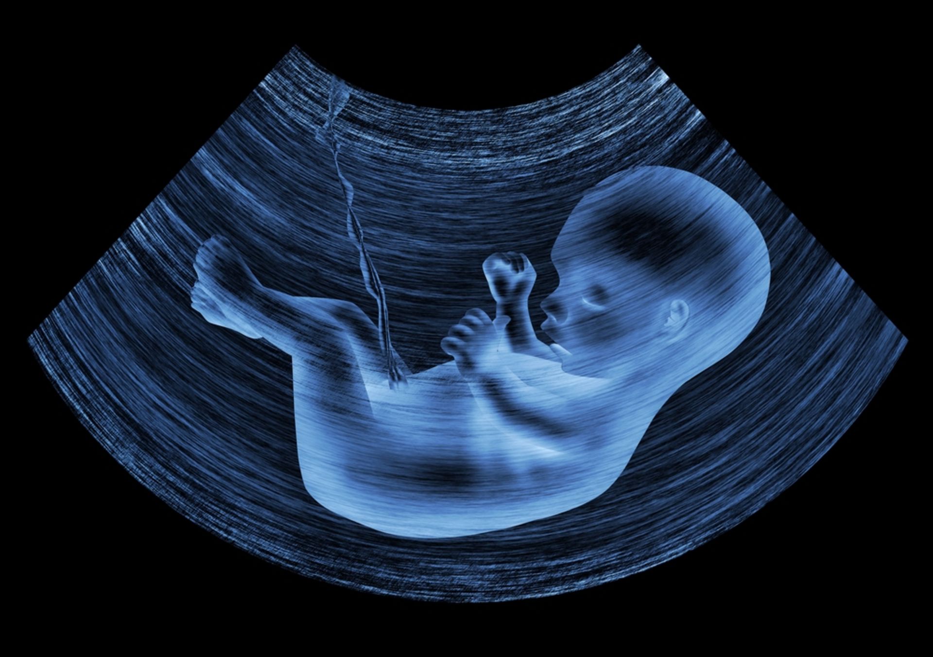 Эмбрион нарисованный