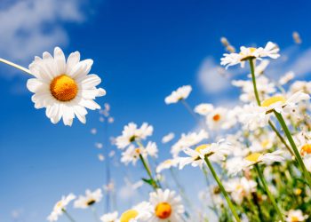 Исследование: Красота в глазах смотрящего?