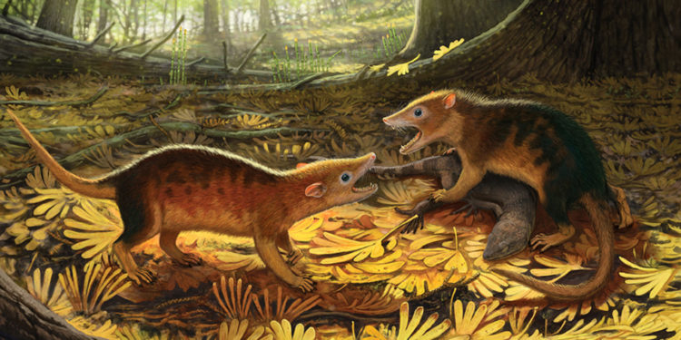 Древнейшие плацентарные млекопитающие обнаружены в Пустыне Гоби