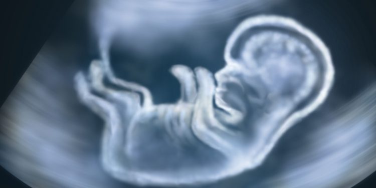 Право на жизнь с момента зачатия могут закрепить в Конституции РФ