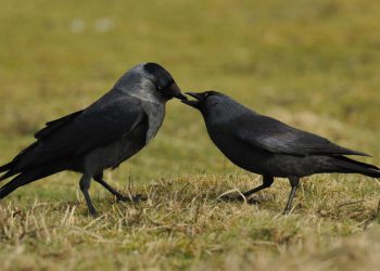 Галки передают друг другу сведения об опасных людях