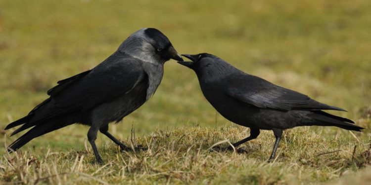 Галки передают друг другу сведения об опасных людях