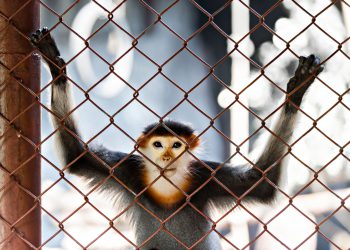 Успех ZMapp: новое лекарство от Эбола успешно испытали на 18 макаках-резусах