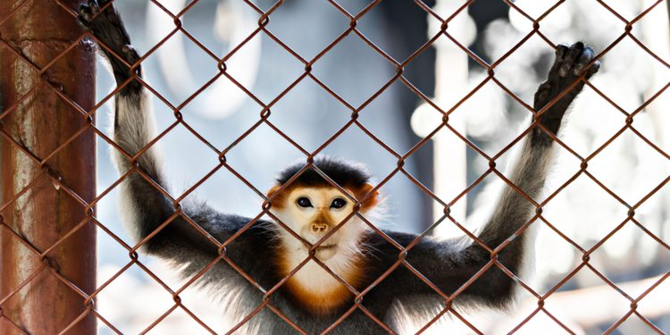 Успех ZMapp: новое лекарство от Эбола успешно испытали на 18 макаках-резусах