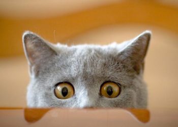 Чем полезны кошки?