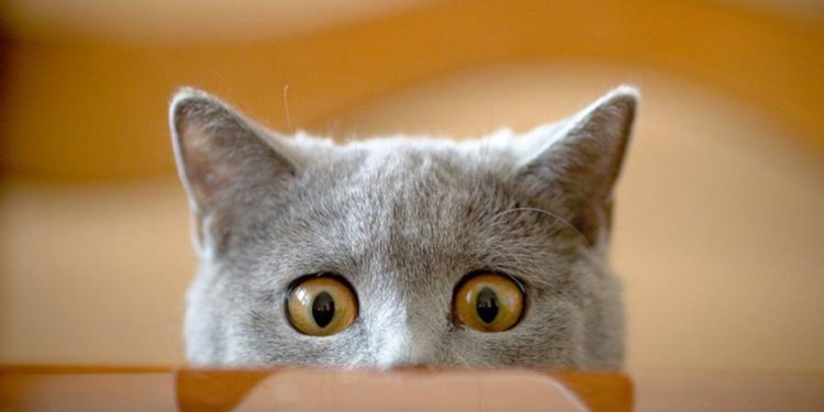 Чем полезны кошки?