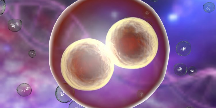 Неприятная правда о стволовых клетках эмбрионов