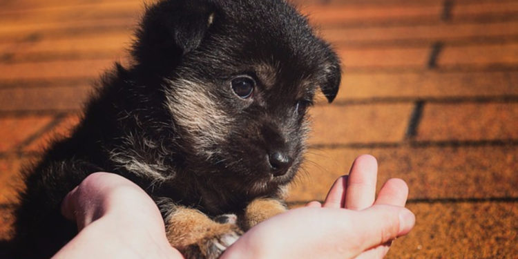 Почему хорошо быть добрым или эволюционная загадка доброты