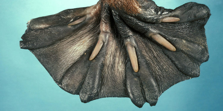 Лучшие фотографии природы за прошедшую неделю