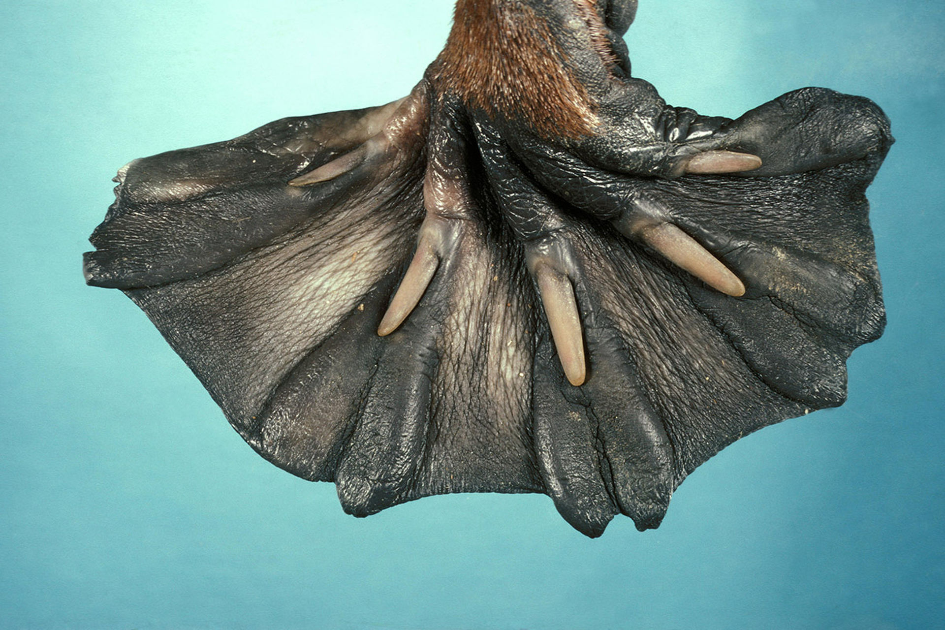 Ноги бобра. Ornithorhynchus anatinus.