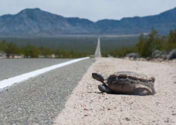 Пустынные черепахи в США гибнут на перегретых дорогах