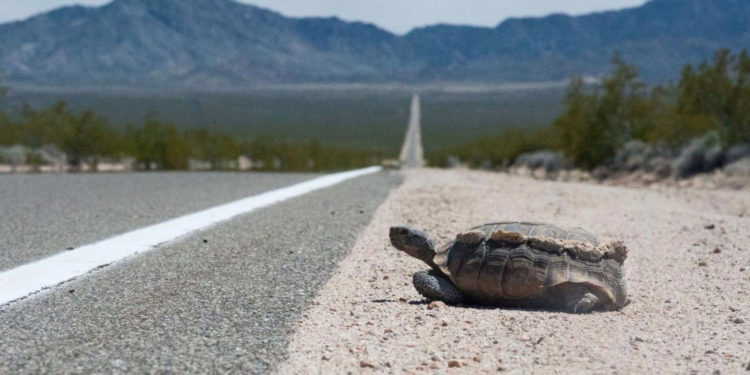 Пустынные черепахи в США гибнут на перегретых дорогах