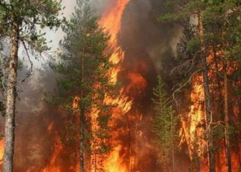 Пожары пытаются пожрать российские заповедники, Минприроды РФ и МЧС сопротивляются   