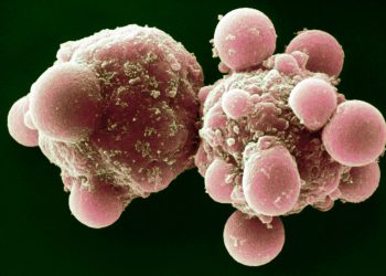 Стратегия замедления старения прошла первую проверку