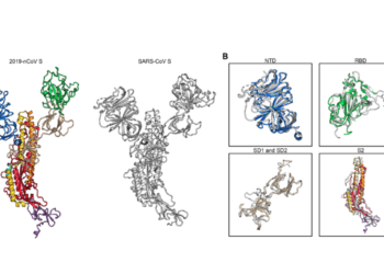 Ученые получили первые трехмерные изображения нового коронавируса