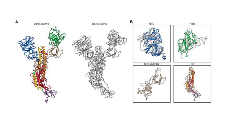 Ученые получили первые трехмерные изображения нового коронавируса