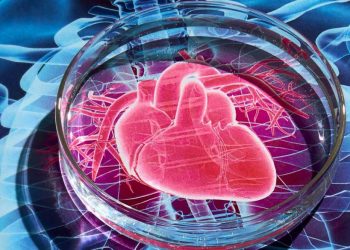 Молодые стволовые клетки лучше всего подходят для лечения сердца — ученые