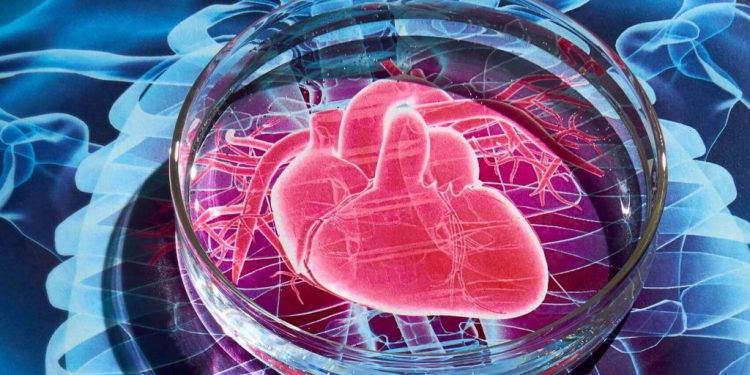 Молодые стволовые клетки лучше всего подходят для лечения сердца  — ученые