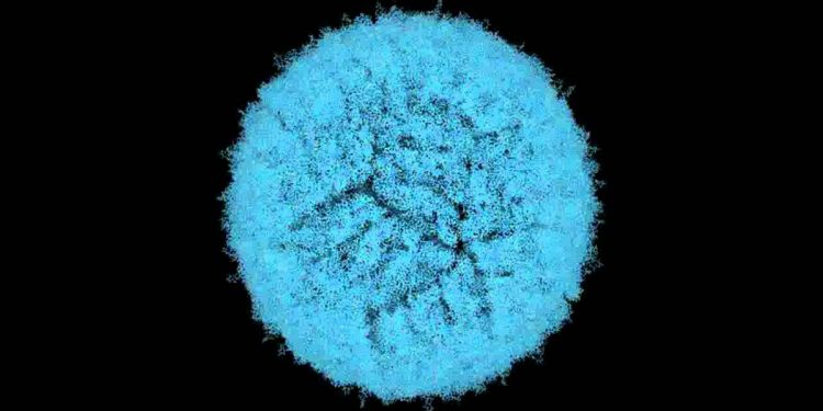 Группа ученых из России и Китая изучила структуру вирусных частиц в инактивированной вакцине против полиомиелита