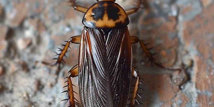 Тараканы-прусаки появились в Южной Азии 2,1 тыс. лет назад — ученые